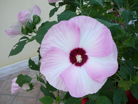 dettaglio fiore 15 cm