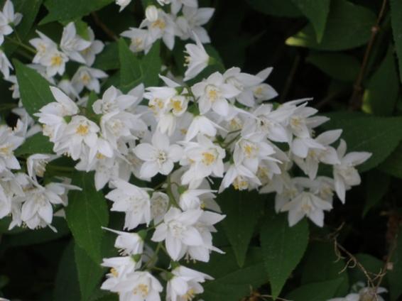 Deutzia gracilis