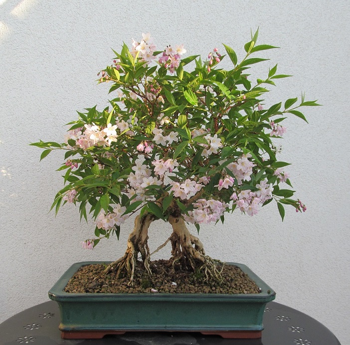 DEUTZIA IN FIORE 2017-4