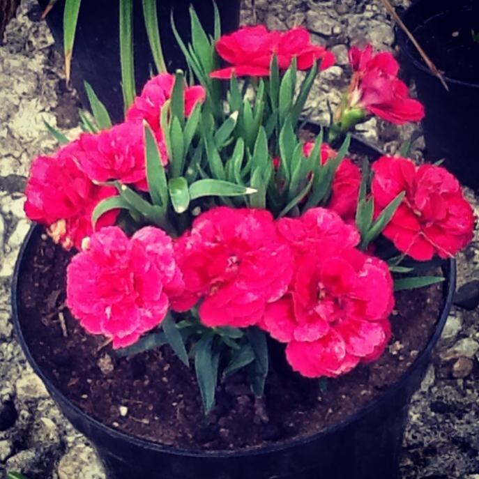 Dianthus o Garofano nano