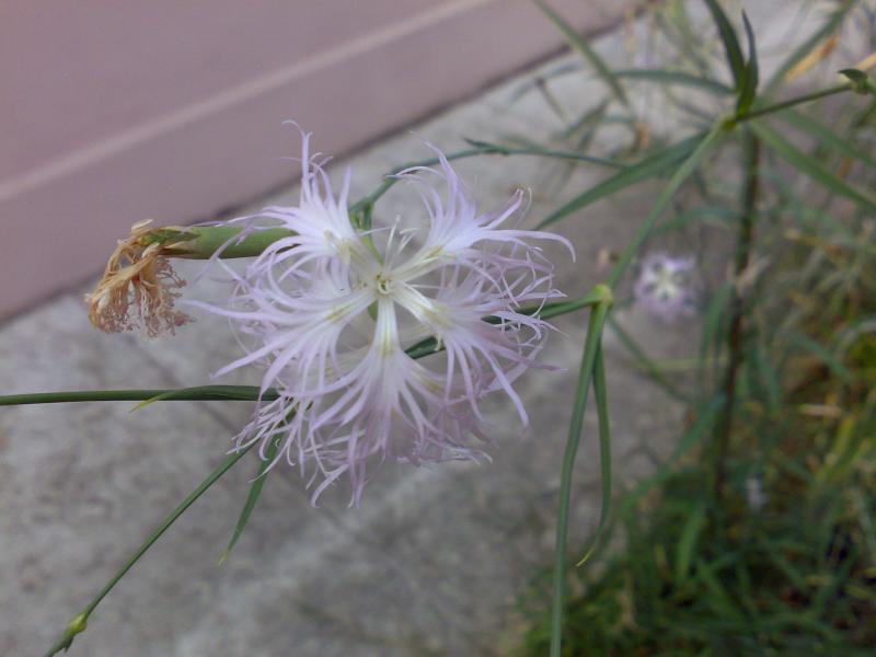 Dianthus superbus