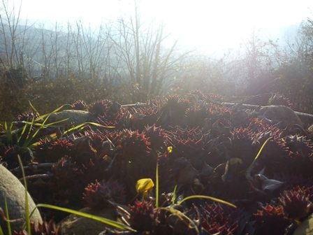 Dicembre '13 Sempervivum