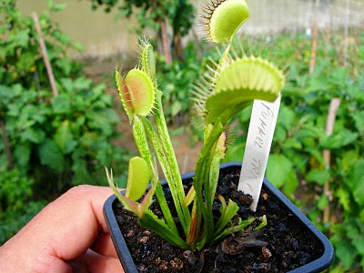 Dionaea "Funnel Trap"