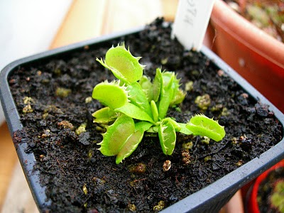 Dionaea "Fused Tooth"