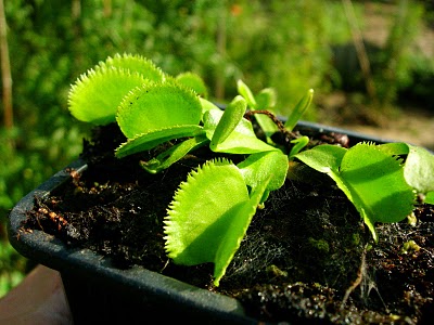 Dionaea "Green Sawtooth"