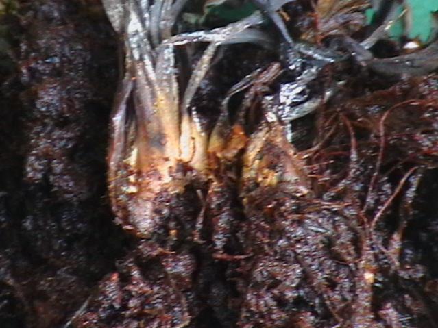 Dionaea kaput