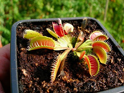 Dionaea "Louchapates"