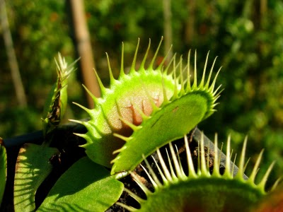 Dionaea "Purple Giant"