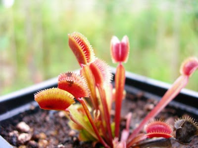 Dionaea "Red Piranha"