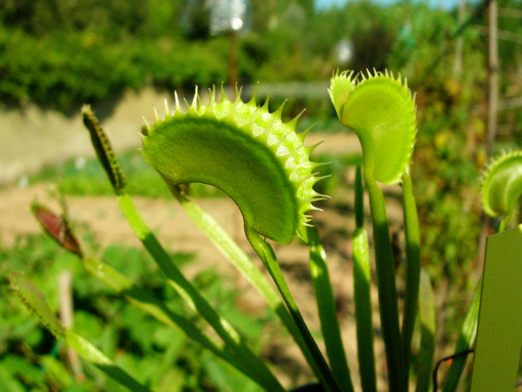 Dionaea "Shark Teeth"