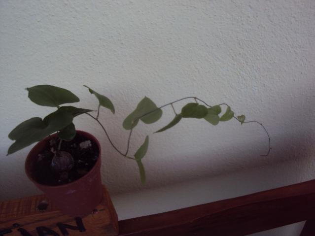dioscorea elephantipes