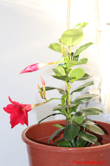 dipladenia fiore
