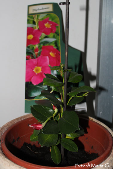 dipladenia lidl