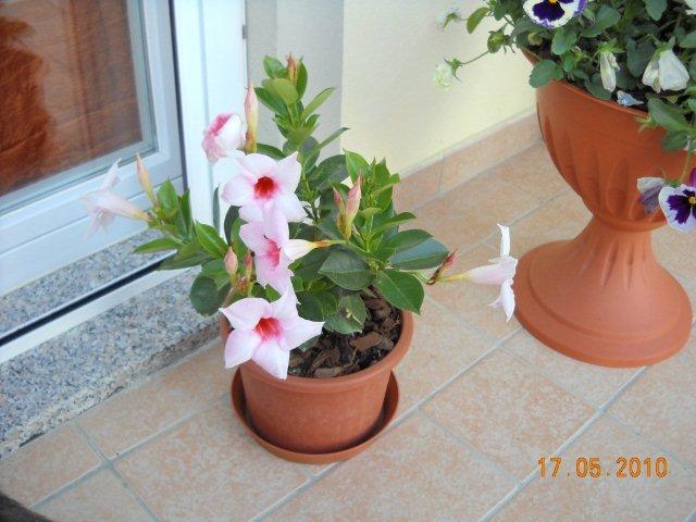 dipladenia