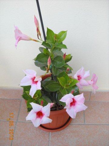 dipladenia