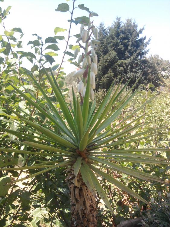 dopo 10 anni...nasce un fiore?!!