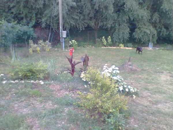 dopo aver tolto la vigna, abbiamo iniziato a cercare di dare una forma a quello che sarà il giardino, in primo piano a sinistra si vede il bordo di qu