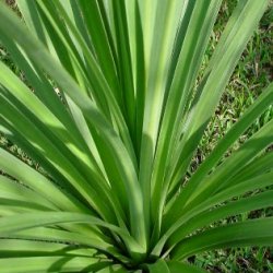 Dracaena indivisa