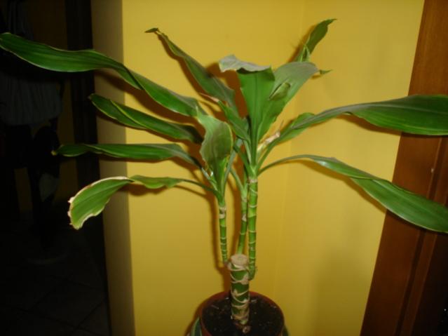 Dracaena