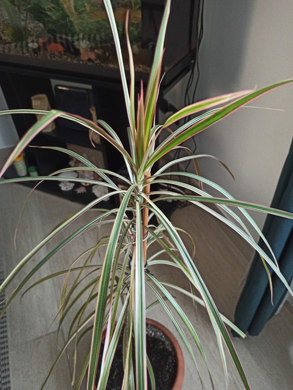 dracaena2