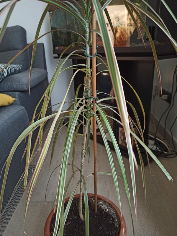 Dracaena3