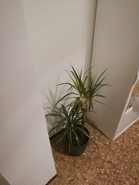 dracena a distanza