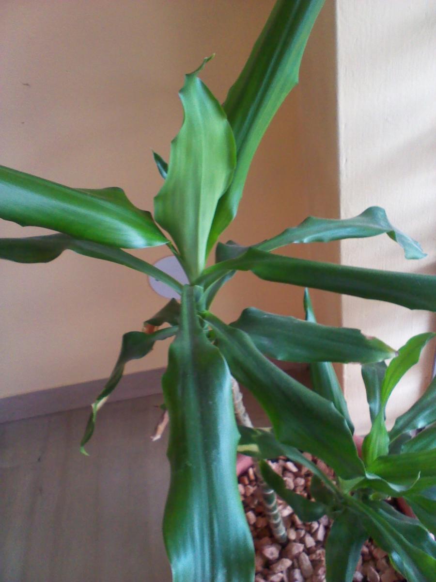 Dracena Fragrans