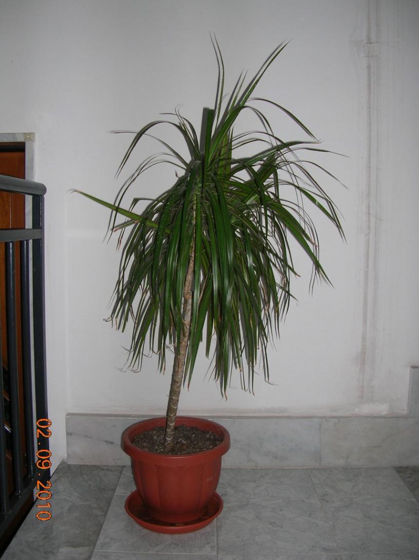 dracena marginata pianerottolo