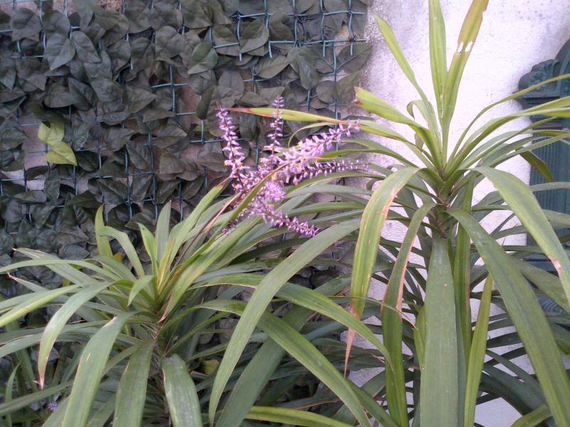 dracena