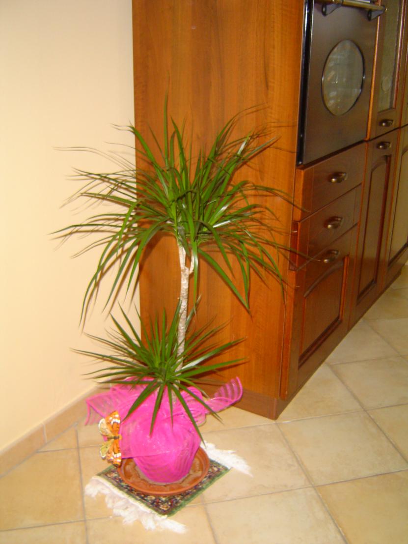 Dracena