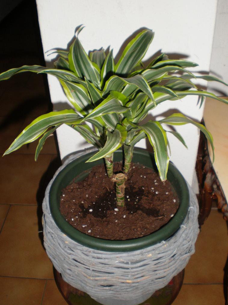 Dracena