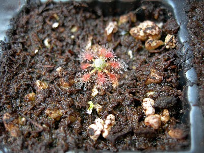 Drosera manii