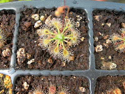 Drosera omissa  pink