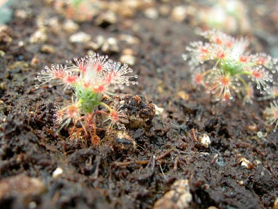 Drosera paleacea subsp. leioblastus