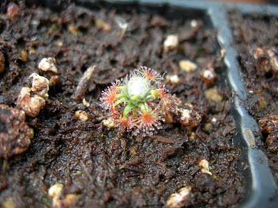 Drosera paleacea subsp. trichocaulis