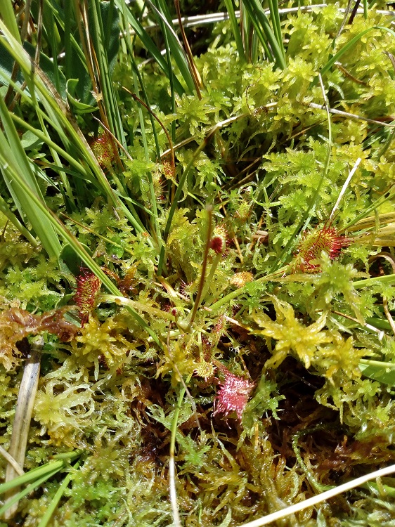 Drosera rotundifolia.jpg