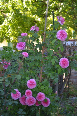 DSC 0395