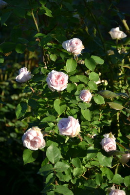 DSC 0470