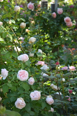 DSC 0492