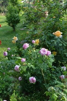 DSC 0552