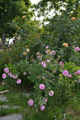 DSC 0568
