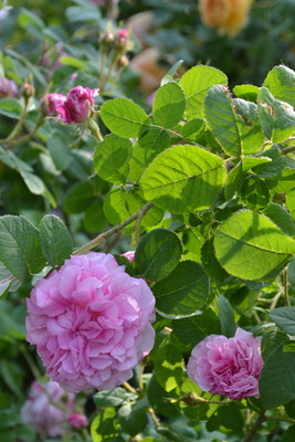 DSC 0571