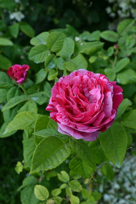 DSC 0614