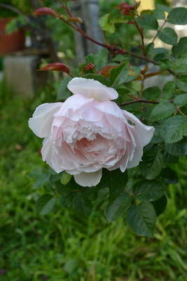 DSC 0626
