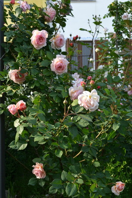 DSC 0630