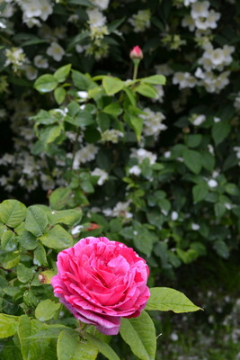DSC 0638