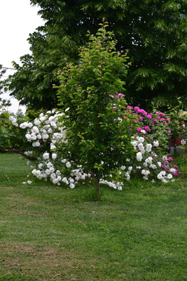 DSC 0644