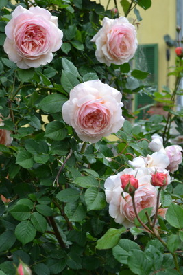 DSC 0661