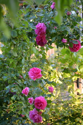 DSC 0978