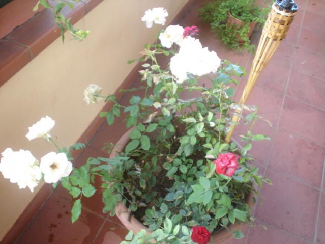 DSC00040